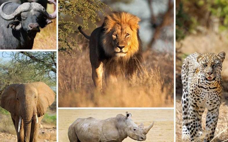 9 Day Kenyan Park Safari