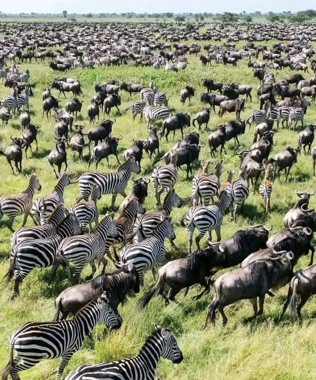 Masai Mara Safari
